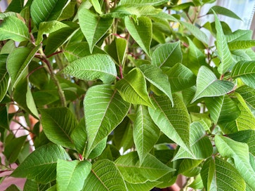 Tämä ei todellakaan ollut tavoite. Pari vuotta sitten jouluksi tuotu kasvi varjostaa nyt työhuonettani.