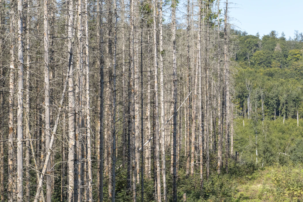 Kirjanpainajat ovat tappaneet runsaasti kuusikoita Saksassa viime vuosina. Kuolleeseen puuhun sitoutunut hiilivarasto on noussut, ja metsien hiilinielu on supistunut.
