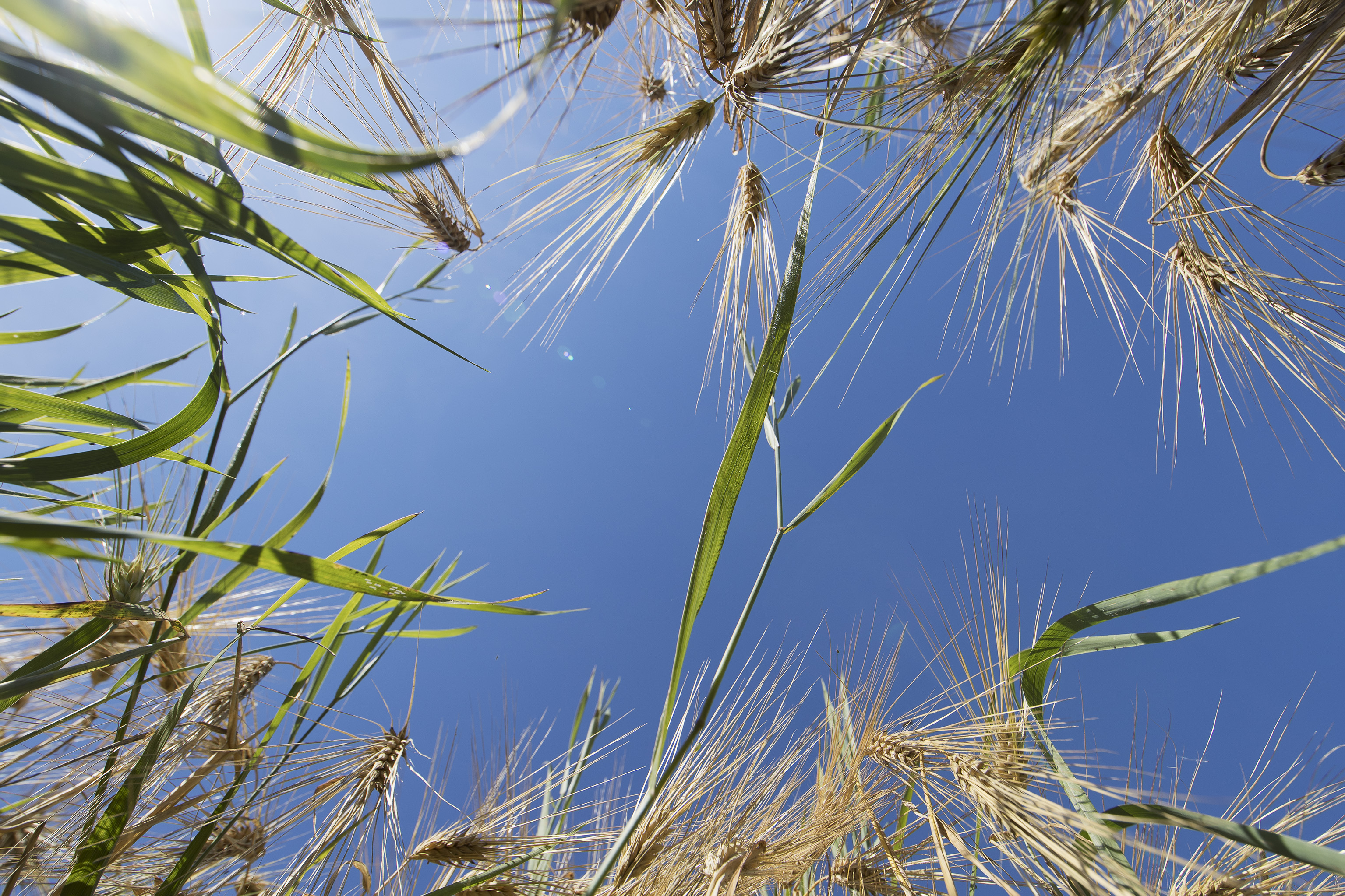 Jos peltotukihakemusta on tarpeen korjata, nyt on aika tehdä muutokset ja tarkistaa, onko jokin tuki tai toimenpide jäänyt hakematta.