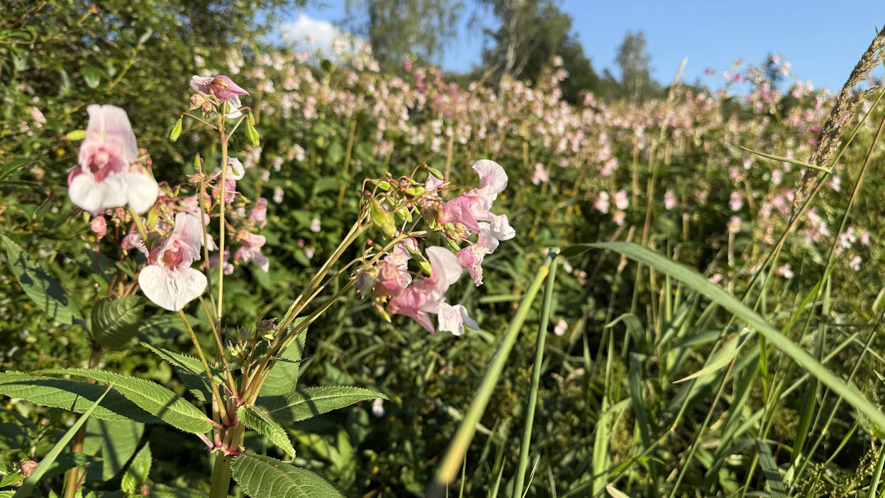 Jättipalsami on erittäin nopeasti leviävä haitallinen vieraslaji, joka uhkaa luonnon monimuotoisuutta.