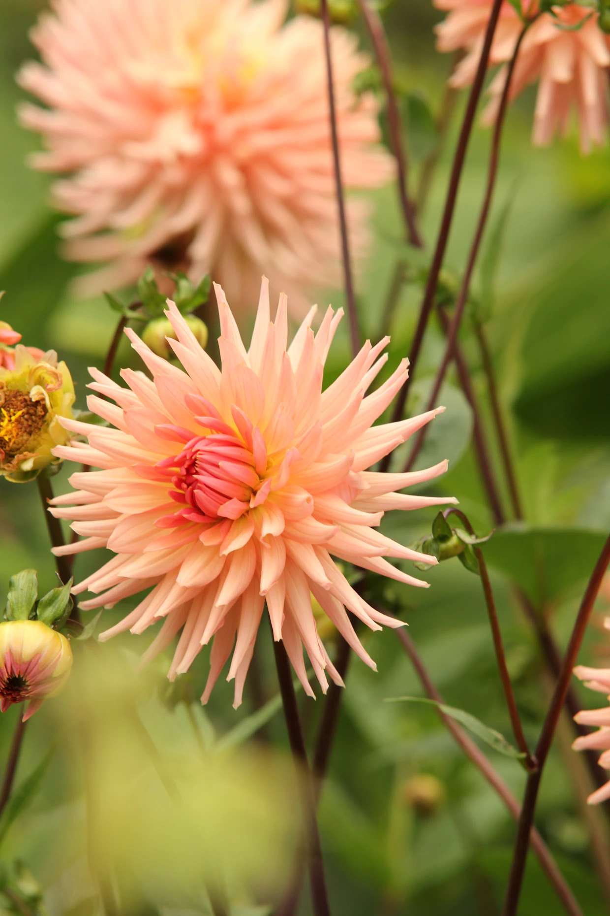 Kookkaat ja värikkäät kukinnot tekevät loppukesän daalioista (<em id="emphasis-a2bf8c145e5ff8f4d3386e14321d6733">Dahlia</em>) puutarhan keskipisteitä.