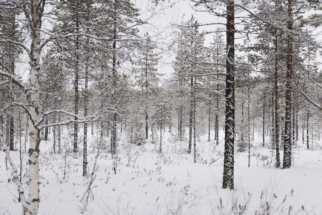 Vanhojen metsien tulevien kriteerien mukainen lisäsuojelu painottuu Pohjois-Suomeen.