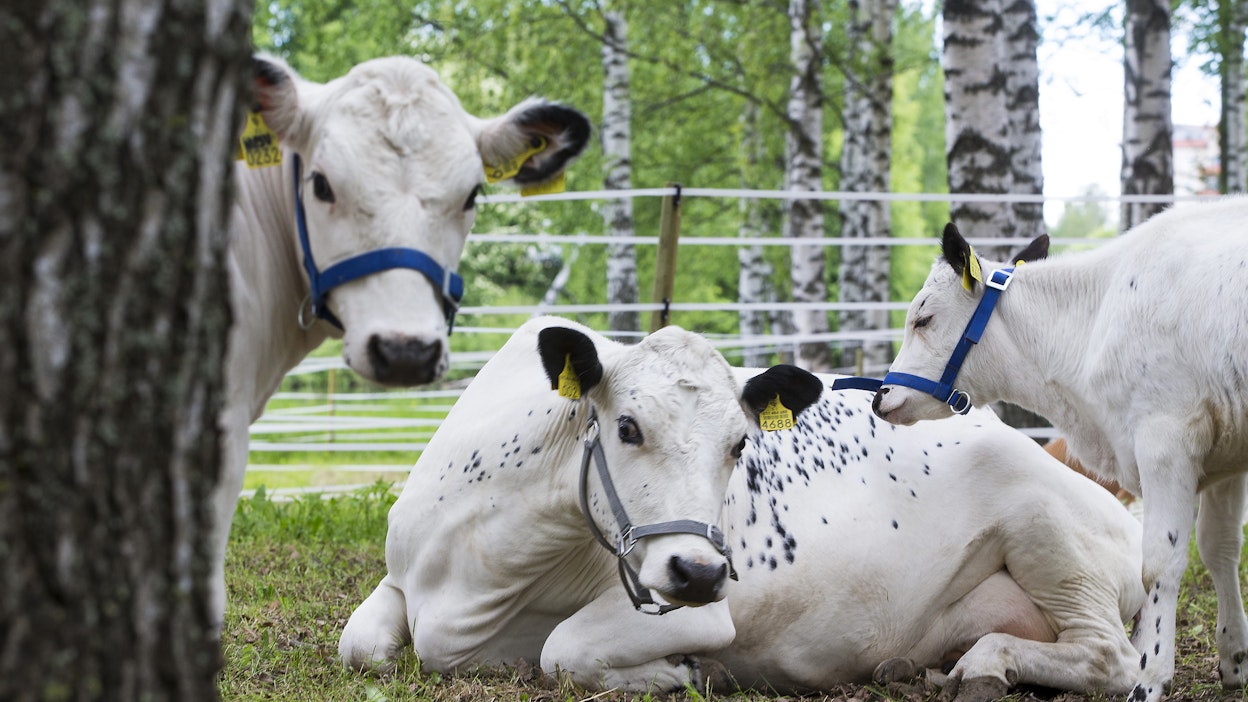 Lapinlehmiä Farmari-maatalousnäyttelyssä Seinäjoella vuonna 2017.