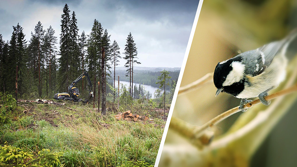 Kelirikko rajoittaa luontaisesti hakkuita lintujen pesimäaikaan. Silti touko-heinäkuussa hakataan kuudennes teollisuuden tarvitsemasta puusta.