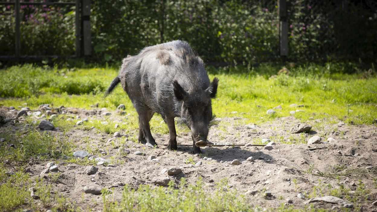 Toistaiseksi Suomesta ei ole löytynyt uusia ASF-tapauksia sitten heinäkuun lopun. Kuvituskuva