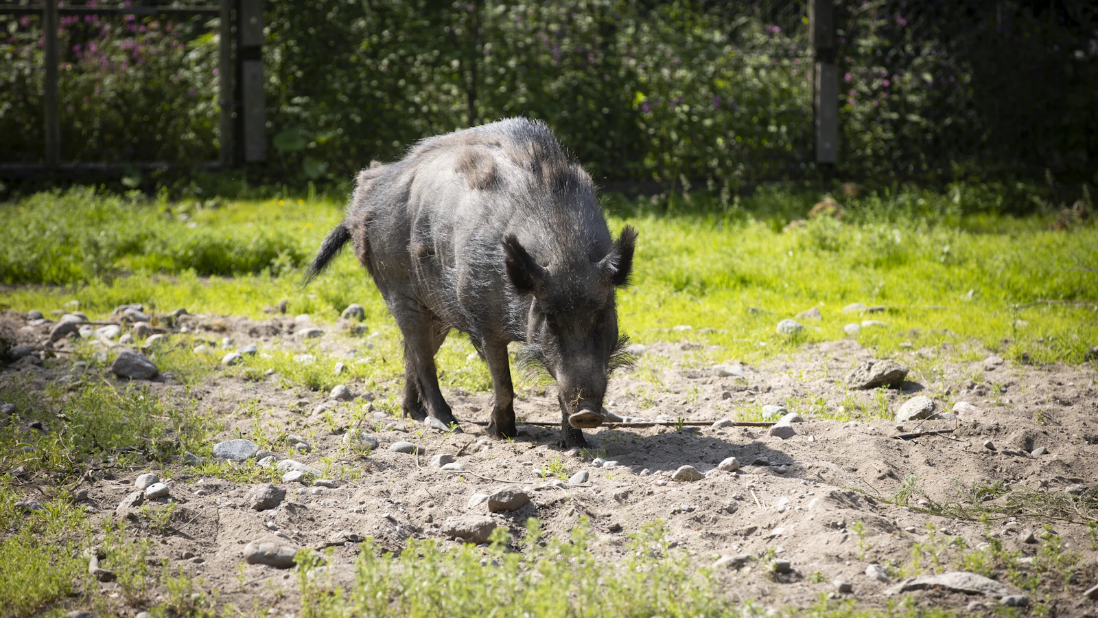 Maaseudun Tulevaisuus