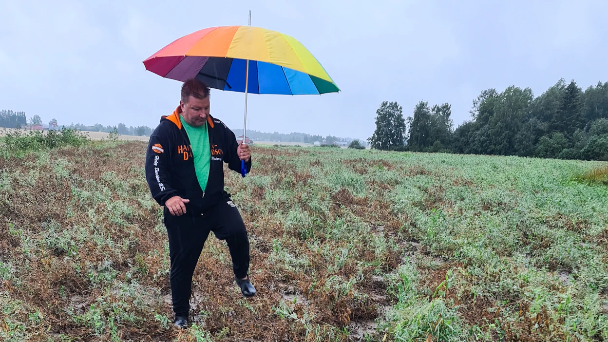 Loimaalaisen Hannu Paijan ruokaherneviljelmä on sadekuuron jälkeen surkeaa katsottavaa.