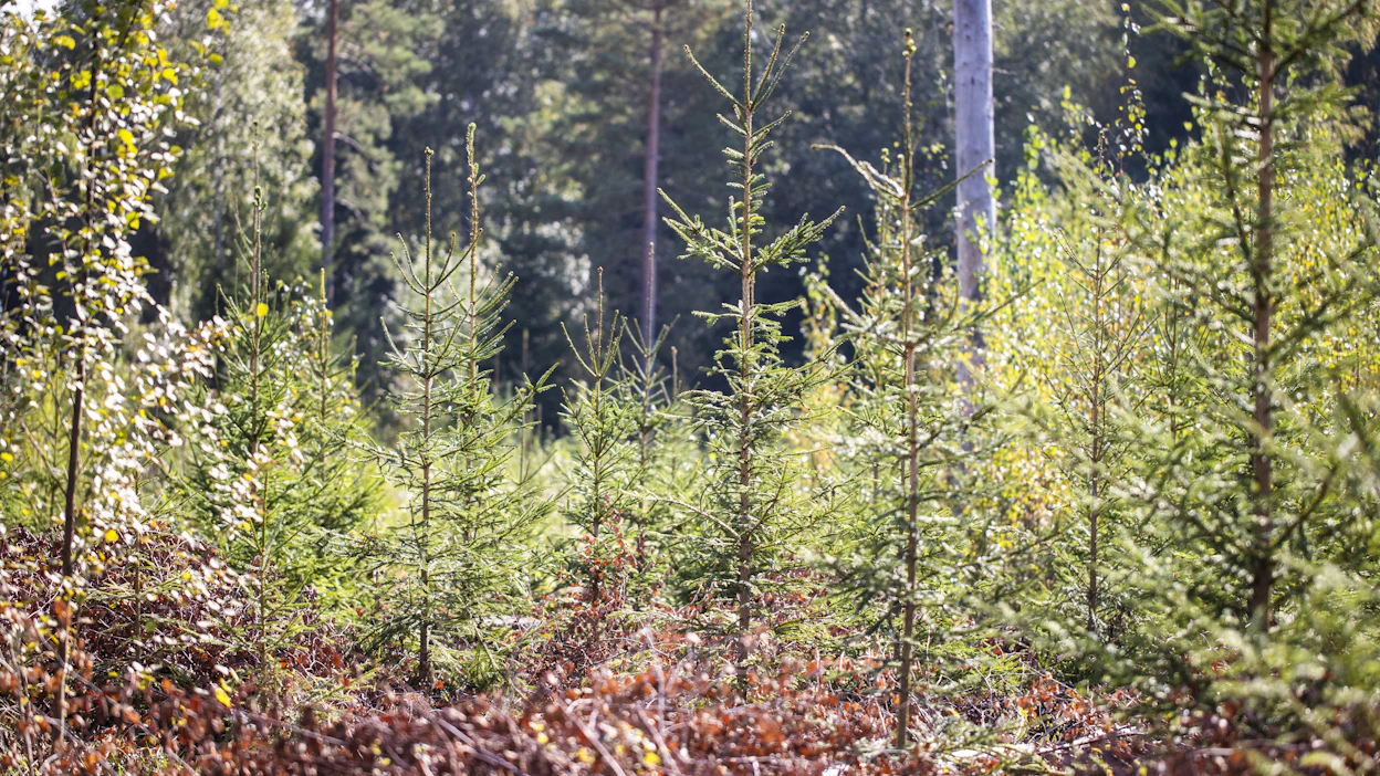 Taimikoilla on kysyntää. Nuoret kuuset maistuvat talviravintona metsäkauriille, mänty valkohäntäpeuralle ja hirvelle.