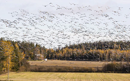 Valkoposkihanhia muuttomatkalla Lapinjärvellä lokakuussa 2023.