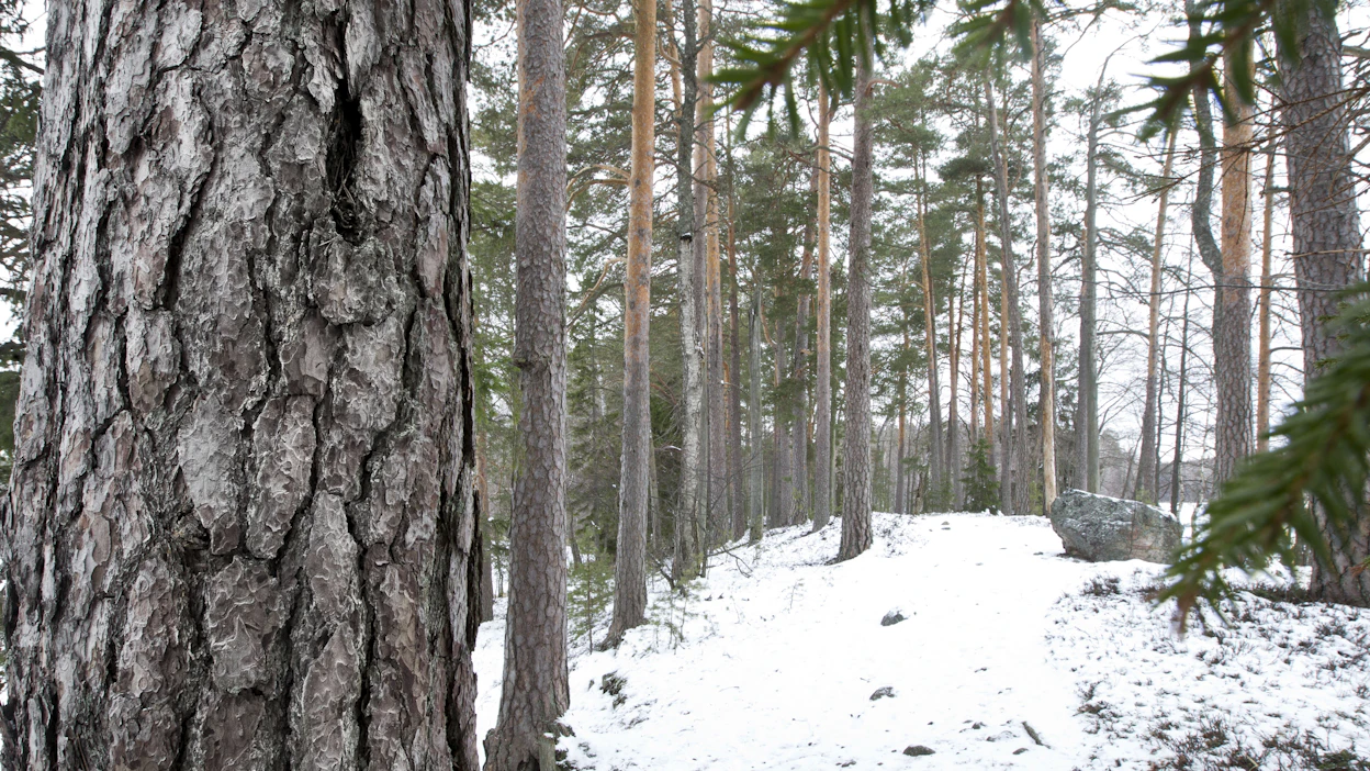 Tuhannet metsähehtaarit vaihtavat omistajaa nykypäivän suurkaupoissa. Kuvituskuva.