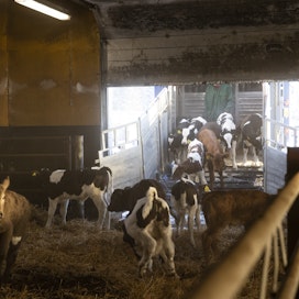 Suomalaisessa nautaketjussa maitotiloilla syntyneet sonnit päätyvät välikasvattamoihin. Kuvassa kouvolalainen välikasvattamo. Virossa muutaman viikon ikäisiä sonnivasikoita rahdataan Etelä-Eurooppaan saakka.