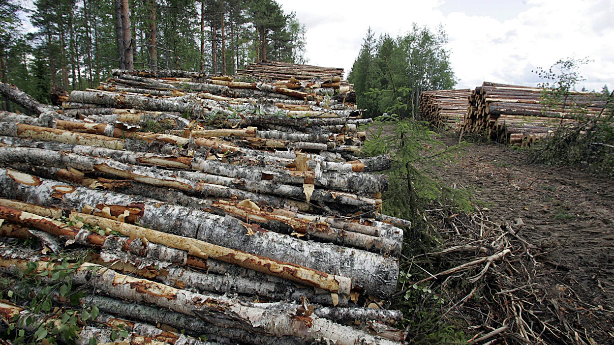 Primääristä puubiomassaa ei Euroopan parlamentin kannan mukaan lasketa uusiutuvaksi energiaksi.