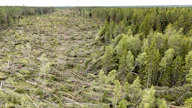 Ulla-myrskyn suihkuvirtaus kaatoi metsää 200 metrin leveydeltä ja kilometrin pituudelta Parkanon ja Ikaalisten rajalla heinäkuussa 2025.