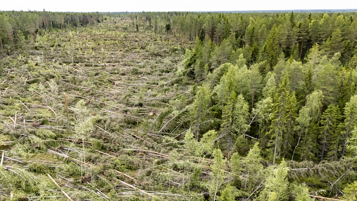Ulla-myrskyn suihkuvirtaus kaatoi metsää 200 metrin leveydeltä ja kilometrin pituudelta Parkanon ja Ikaalisten rajalla heinäkuussa 2025.