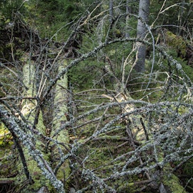 EU:n metsien ennallistamisesitys repii hallitusta. Osa hallituspuoleista haluaisi, että EU saisi lisää päätäntävaltaa suomalaisissa metsissä. 