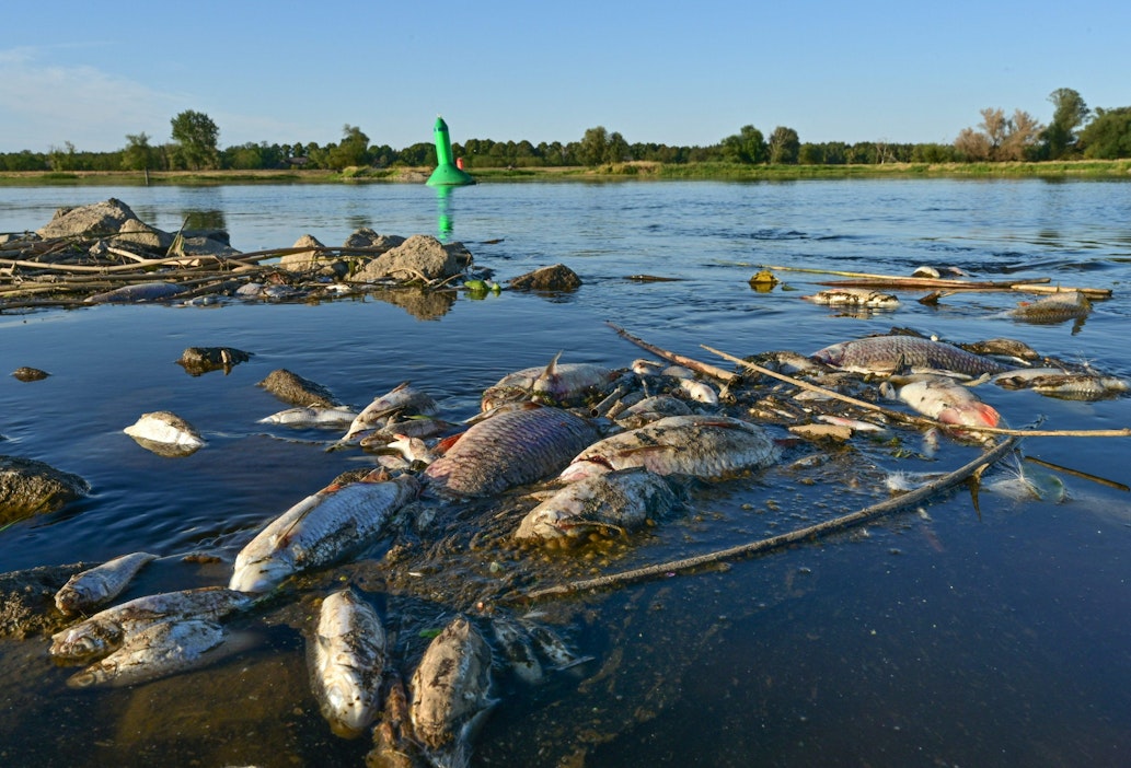 Tarttumalevää epäillään osasyylliseksi kalojen massakuolemiin loppukesällä. AFP / LEHTIKUVA.