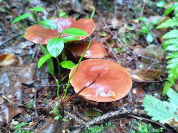 Parhaillaan selvitellään, löytyykö sikurirouskulle käyttöhistoriaa jostain muusta EU-maasta. ”Sikurirousku on erittäin aromikas sieni ja se haluttaisiin elintarvikekäyttöön”, kertoo Arktisten aromien toiminnanjohtaja Birgitta Partanen.