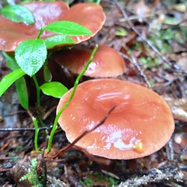Sikurirousku kuvattuna sateisena päivänä. Sieni kasvaa kuusikoissa.