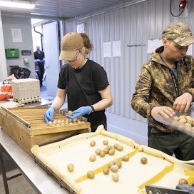 Noora Marin ja tilanhoitaja Pekka Korhonen pesevät ja lajittelevat fasaanin munat huolellisesti keräämisen jälkeen.