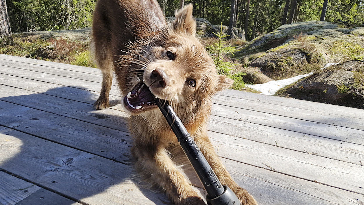 Koira saa nännikumista helposti otteen. Olennaista on myös "nännäristä" lähtevä lehmän tuoksu.