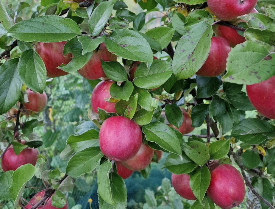 Talviomena Sweet Sixteen ei kaikkina kesinä ehdi kypsyä, jos kasvukauden lämpösumma jää alhaiseksi.