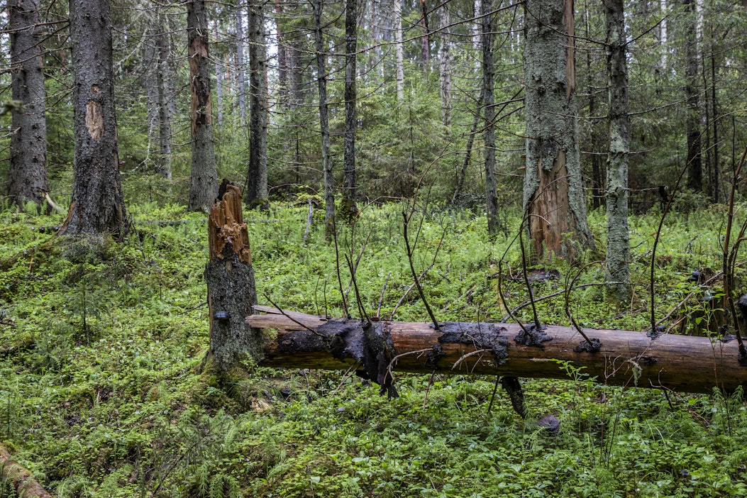 Metsiin voi ilmestyä suojelumääräys kaavoituksen yhteydessä.