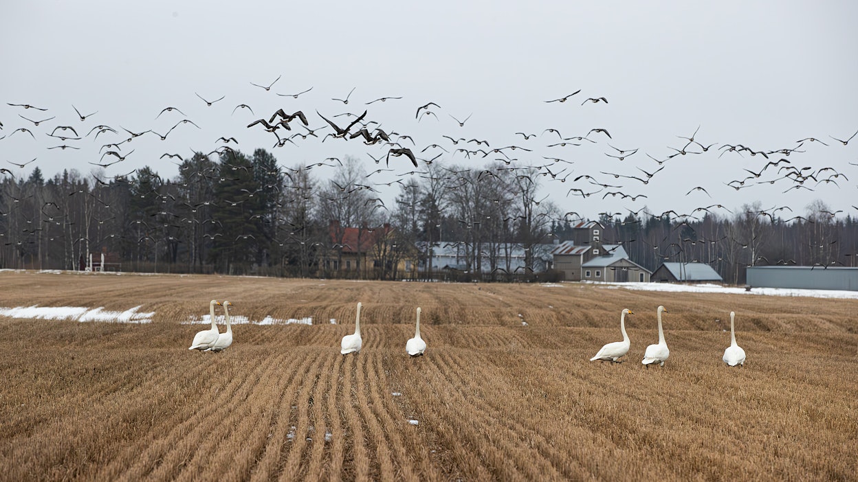 Joutsenia pellolla ja hanhia ilmassa Kanta-Hämeessä. Kuvituskuva.