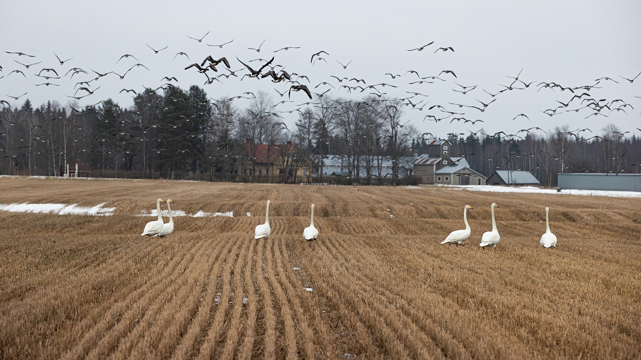Kevät etenee kohisten.