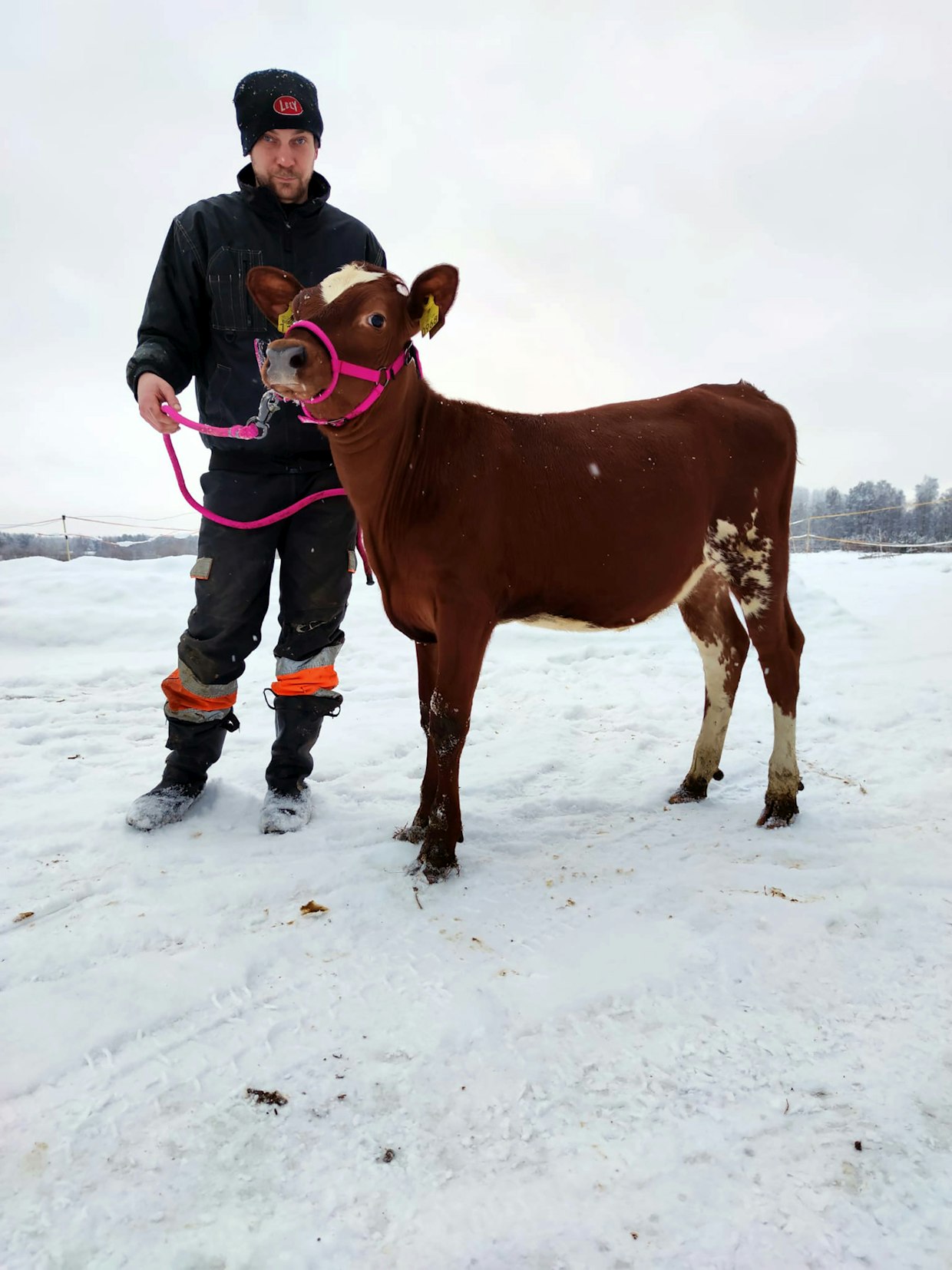 Juha Pettinen Auringokukka-hiehon kanssa.