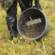 Metsämarjojen poimijoiden työoloihin ja palkkaukseen on viime aikoina kiinnitetty paljon huomiota.