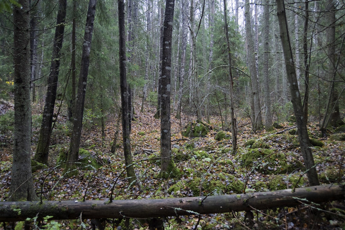 Metso-ohjelman tavoitteena oli suojella pysyvästi 96 000 hehtaaria yksityismetsää.