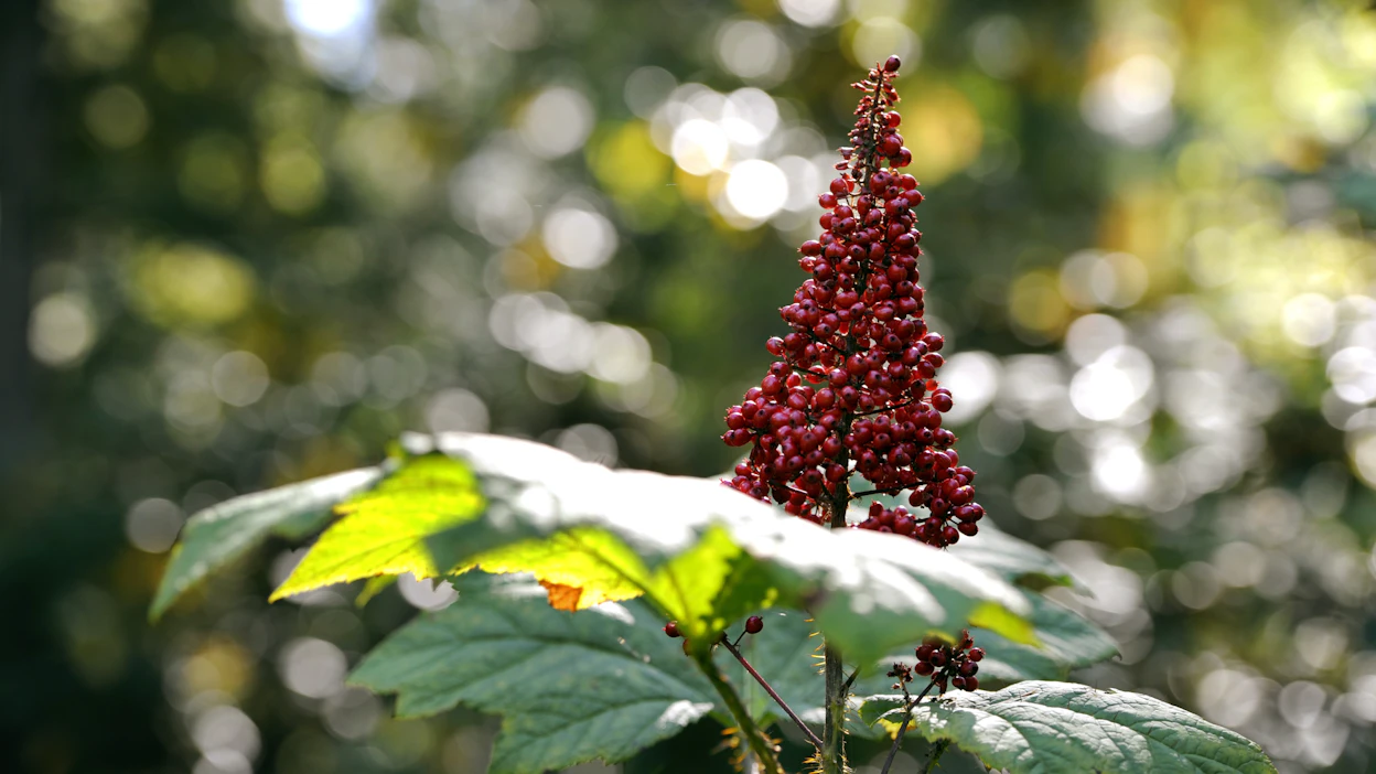 Vaikka Mustilan kartanon puutarhaliiketoiminta päättyy, arboretum säilyy. Kuvassa pirunnuija.