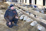 Tuomaan Markkinat ovat pääosin vaimon Viivin vastuulla, joten Tuomas Mattilan tehtävänä on huolehtia markkinoiden ajan lampaista ja lapsista. Kalliomäentilalla on yhteensä 700 lammasta, joista 300 on uuhia.