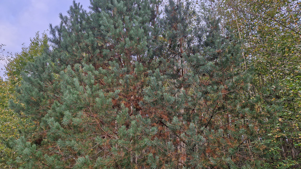 Männyissä näkee paljon keltaisia neulasia syksyisin, kun puut luopuvat vanhimmasta neulaskerrastaan.
