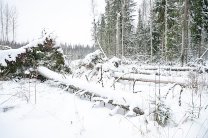 Hannes-myrsky kaatoi joulukuun lopulla metsää etenkin Pohjanmaalla. 