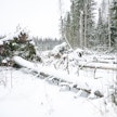 Hannes-myrsky kaatoi vuodenvaihteessa puuta monen metsänomistajan mailla. Tuhot painottuivat Länsi-Suomeen.