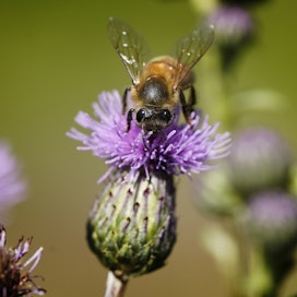 Mehiläinen on yksi Suomen tärkeimmistä pölyttäjistä. 