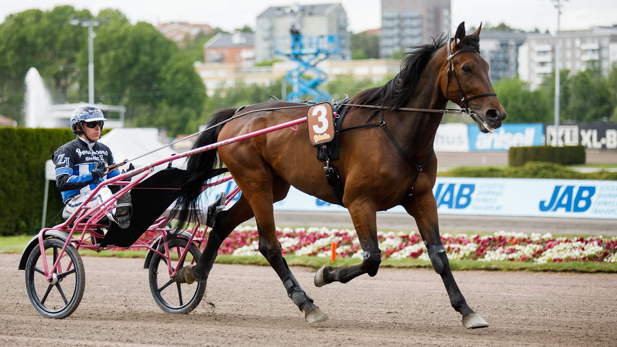 Zeb Jonasson ajaa mielellään kilpaa, mutta pelkkä lainaohjastaminen ei nuorta raviammattilaista houkuta. Kuvassa Jonasson lämmittää Elitloppet-sunnutaina Mia Wahlbergin Xerxes Millpondia.