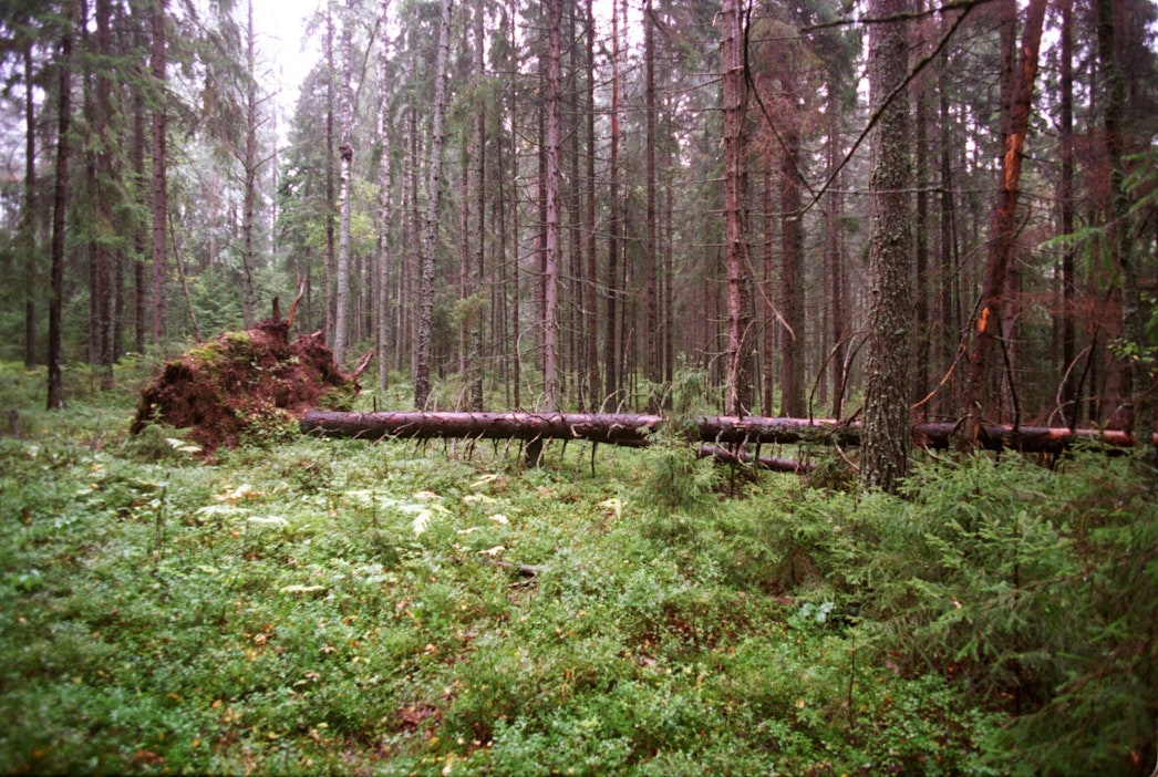 Asiantuntija: Metsiä koskeva päätöksenteko on pysyttävä Suomessa - MT Metsä  - Maaseudun Tulevaisuus