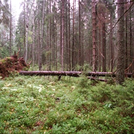 Teemu Kinnari muistuttaa, että Suomessa on jo puolet Euroopan tiukasti suojeltujen metsien pinta-alasta