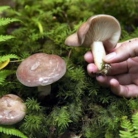 Huoltovarmuus tarkoittaa myös ruokaturvaa. ”Kuivatut sienet pysyvät lasipurkissa hyvänä vuosikausia eivätkä tarvitse sähköllä toimivaa kylmäsäilytystilaa”, kirjoittaa Mari Ikonen.