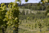 Siemen-Forelia tuottaa metsäpuiden siemeniä siemenviljelyksillä. Kuvassa siemenviljelys Hollolassa, jolla tuotetaan muun muassa tammen, vaahteran ja tervalepän siemeniä.