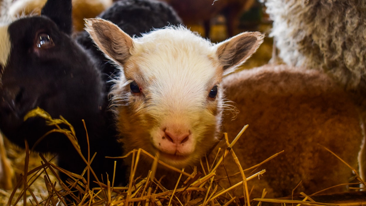 Karitsat ovat yksi Haltialan vetonauloista. Kuvituskuva.