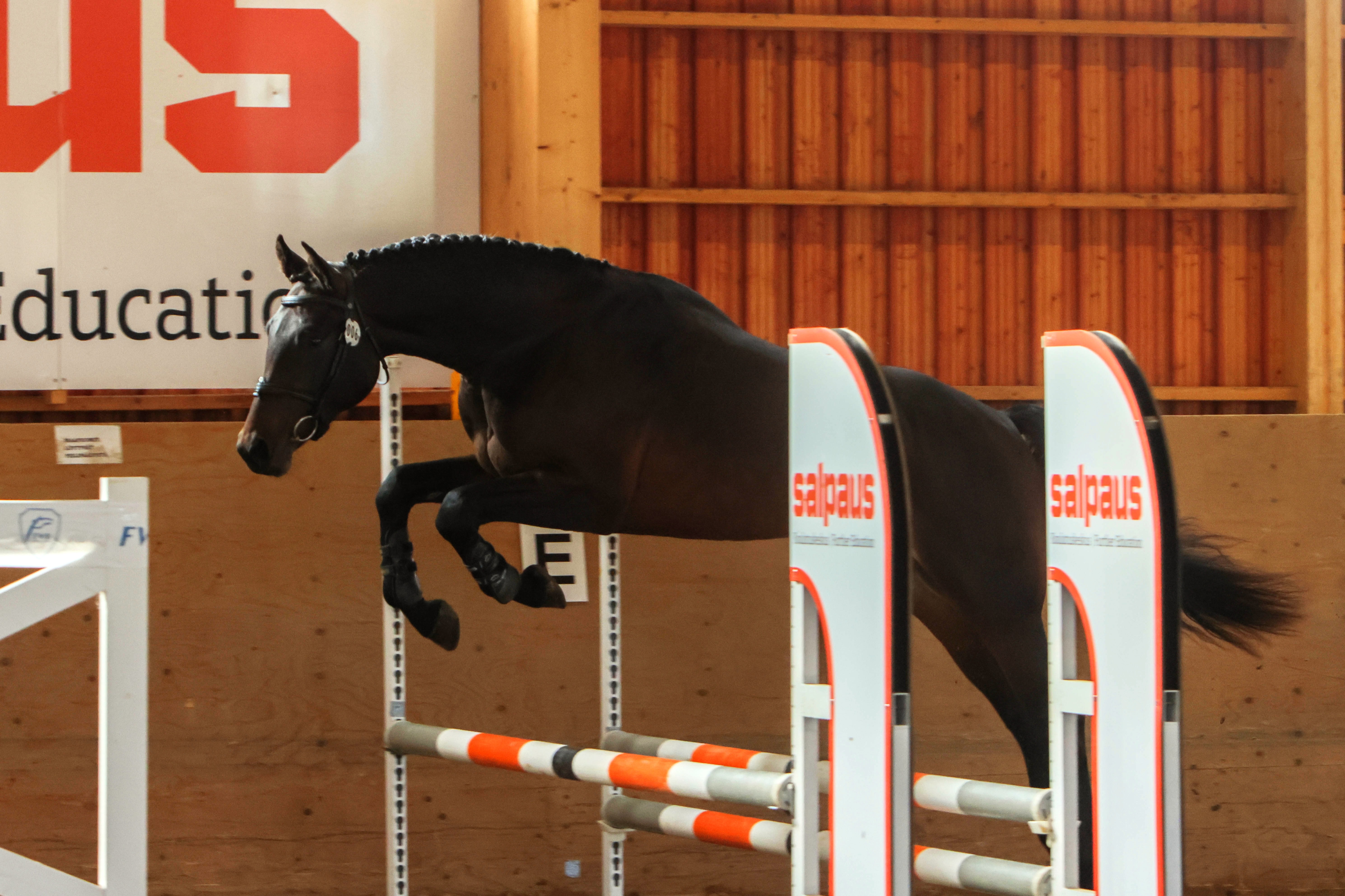 Succesful Dear sai laukasta 8,9, hyppytekniikasta 9,2, kapasiteetista ja yleisvaikutelmasta 9,0 ja luonteesta 8,9.