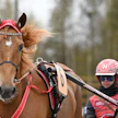 Jockas Rita on hallitseva ravikuningatar ja vuoden hevonen.