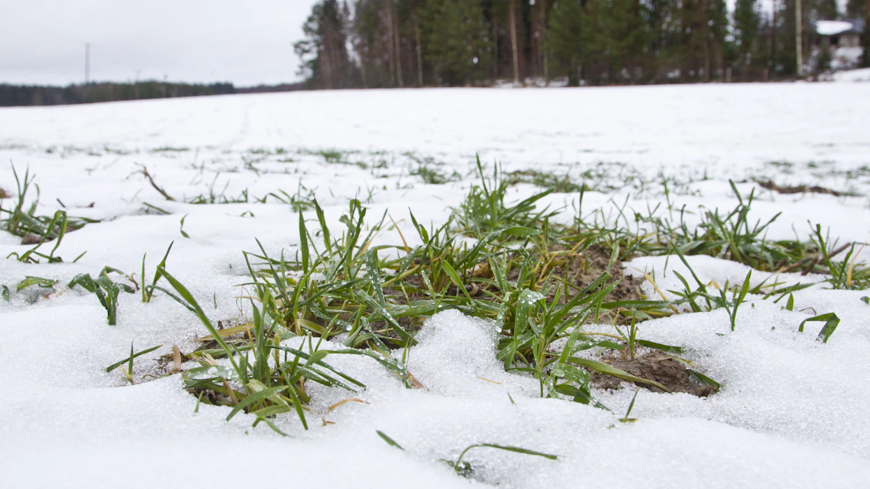 Pyryttää, sulaa, sataa, pakastaa – syysviljat saavat taas kokea talviolojen koko kirjon.