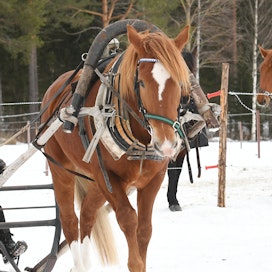 Reki on Heidi Rossille tuttu väline hevosten valmennuksessa. 4-vuotias Sulevi (Tähen Toivomus-Suihkun Välkky-R.V. Vire) on oma suomenhevosruuna, joka juoksi helmikuussa koelähdön aikaan 1.45,9.