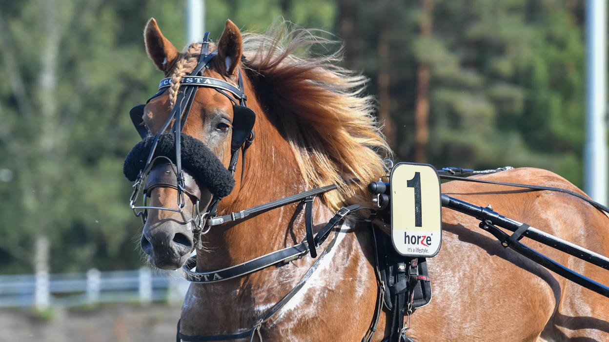 Viime vuoden suomenhevosten Kriteriumin finaalissa nähty Consta on yksi Rebyytin haastajista Nuorten sarjassa.