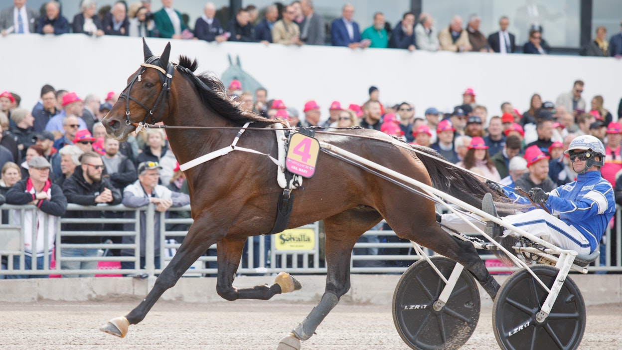Hail Mary on ansaitusti suuri suosikki Åby Stora Pris’ssä. Åbyssä hevosta ohjastaa Örjan Kihlström. Kuvan Elitloppet-karsinnassa ohjastaja oli Erik Adielsson.