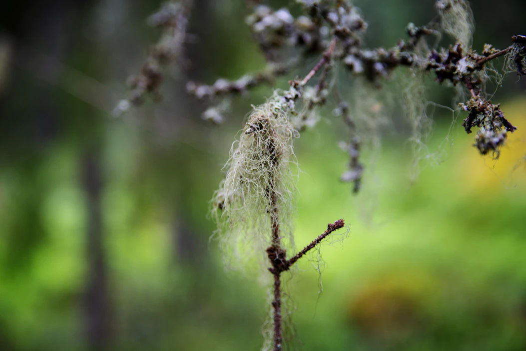 Jäkälien palautuminen metsään avohakkuun jälkeen vei tutkimuksen mukaan melkein sata vuotta.